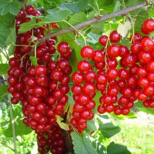 Ribes rubrum 'Rondom' - Punane sõstar 'Rondom'